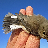 Mindre flugsnappare, Sundre 20120829